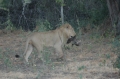 Lion with captured wartie